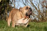 BULLDOG ANGLAIS 129